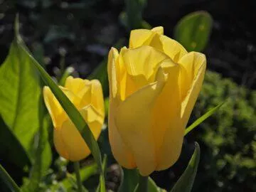 makro tulipán