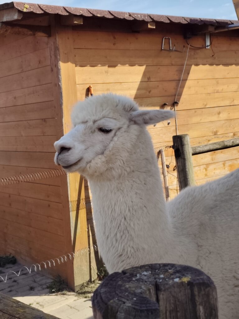 vivo v40 lite 2x zoom 5