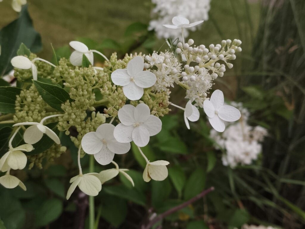 vivo v40 lite 2x zoom 7