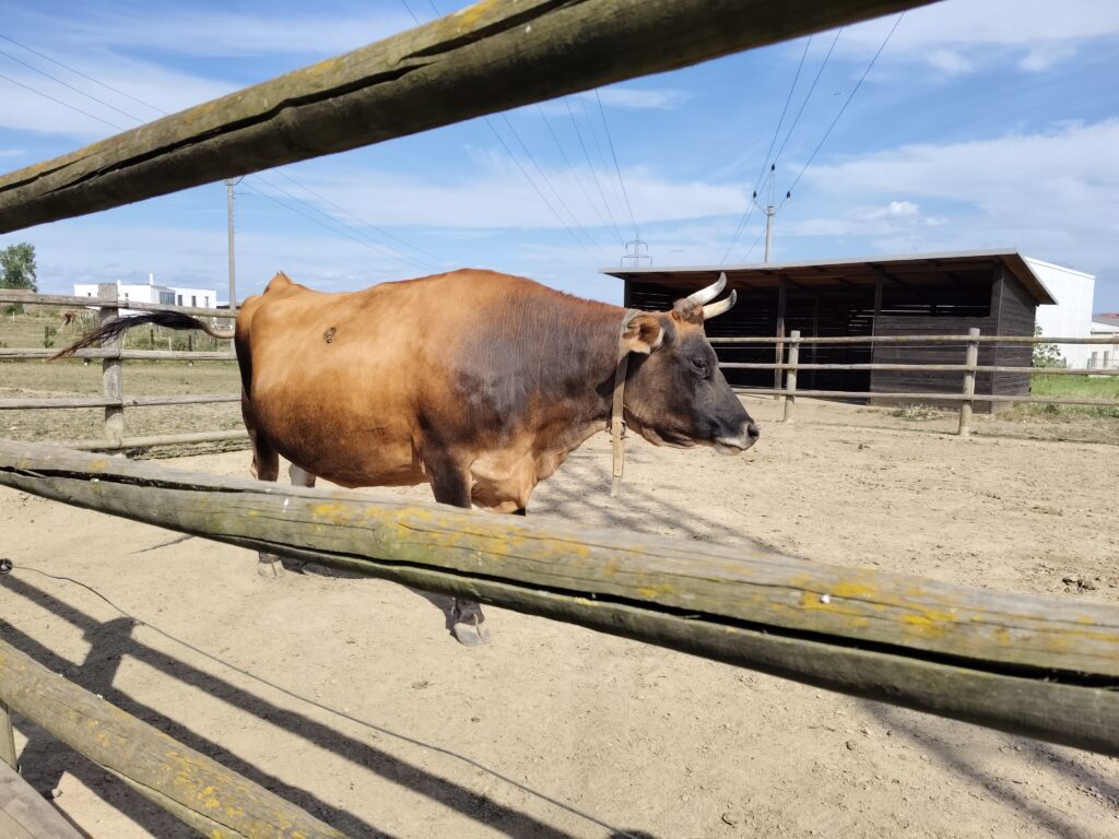 vivo v40 lite primirni fotoaparat 5