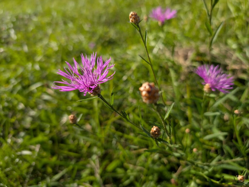 makro pixel 9 Makro Pixel 9