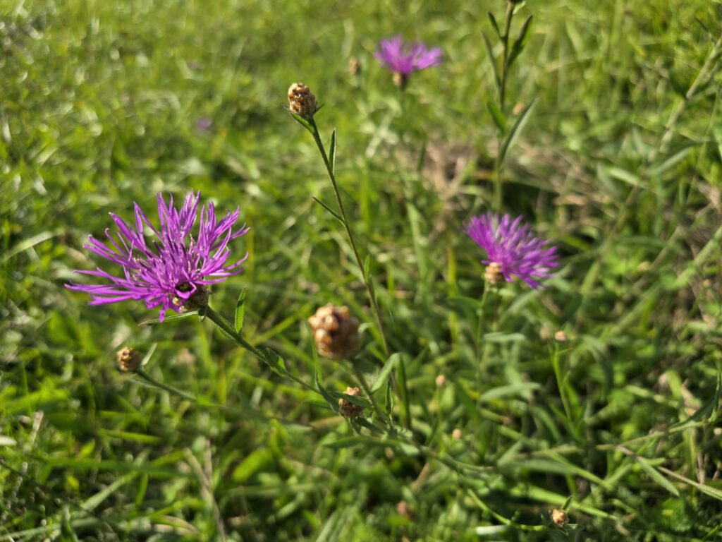 makro s 24 ultra Makro S24 Ultra