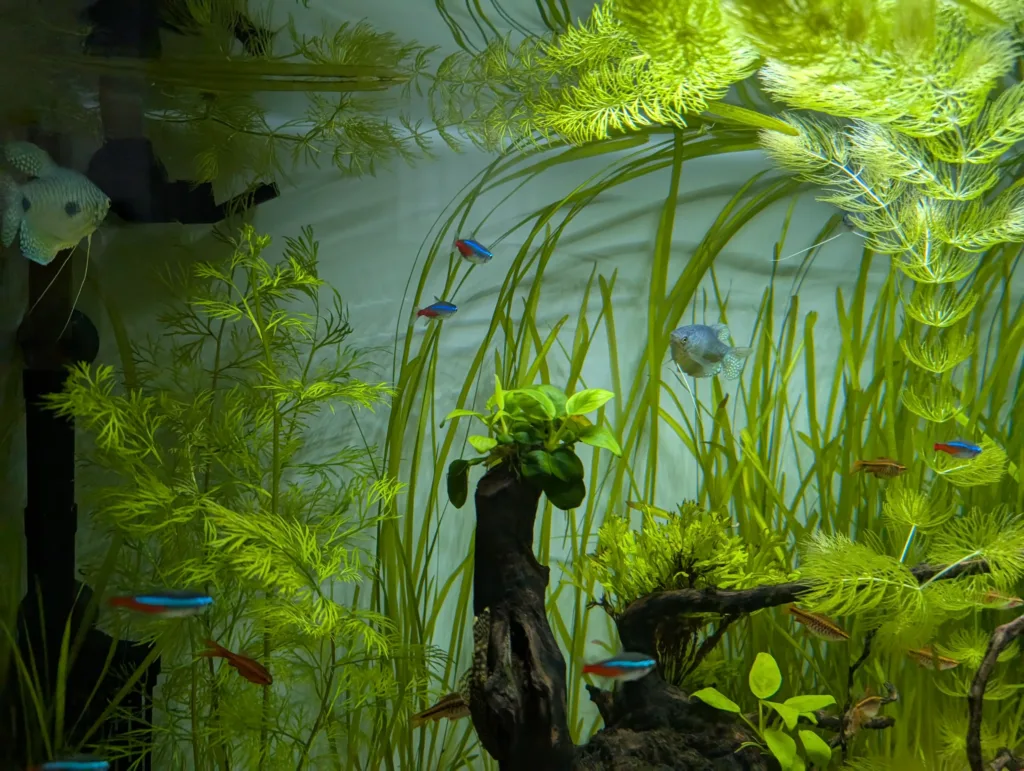 pixel9 akvarium Pixel 9, malé rybky