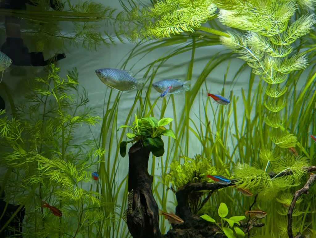 pixel9 akvarium cichavci Pixel 9, čichavci