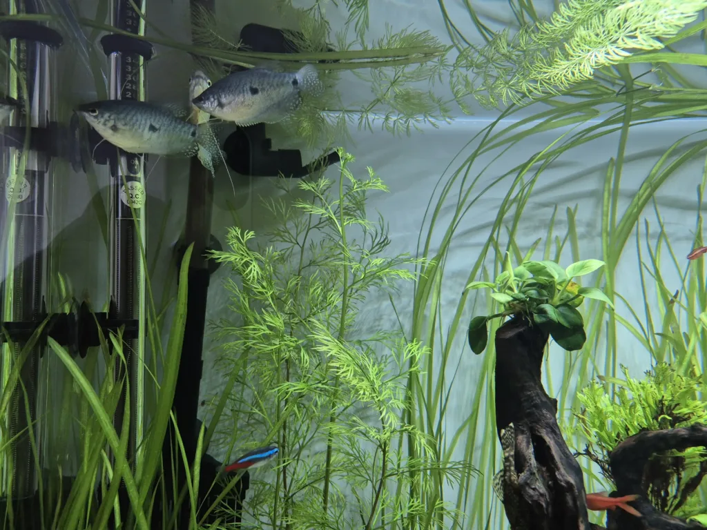 s24fe akvarium cichavci S24 FE, čichavci