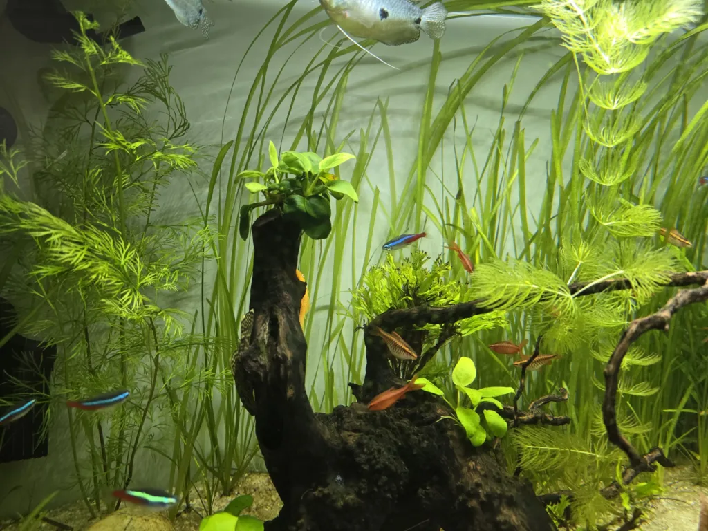 s24ultra akvarium S24 Ultra, malé rybky