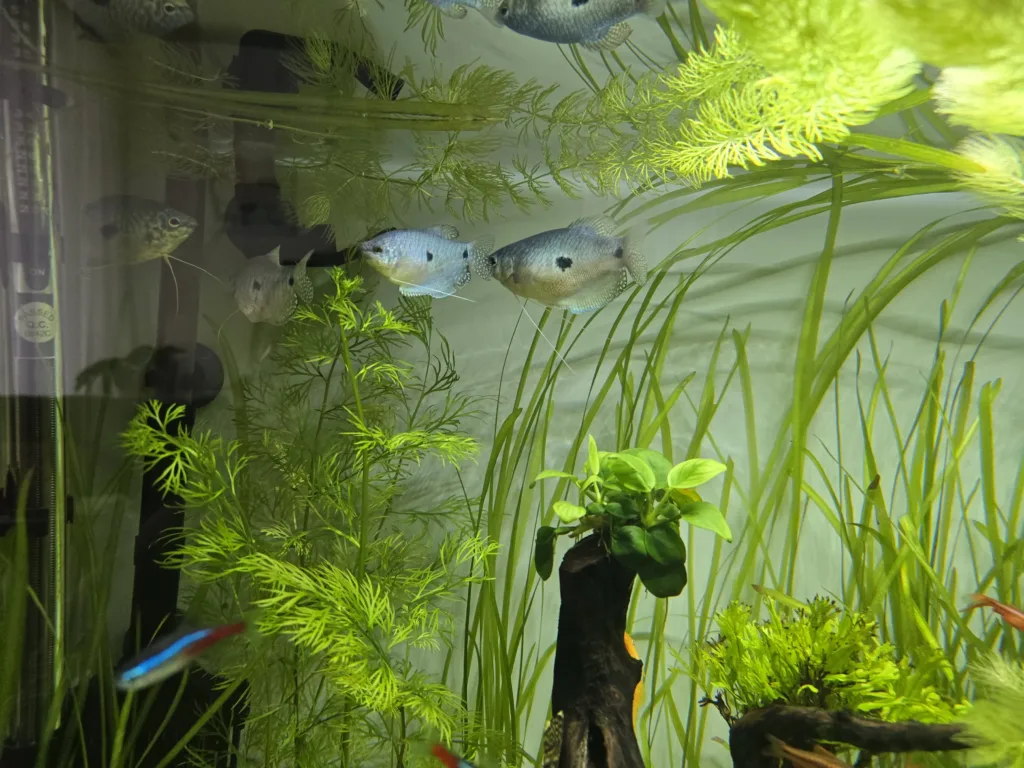 s24ultra akvarium cichavci S24 Ultra,čichavci