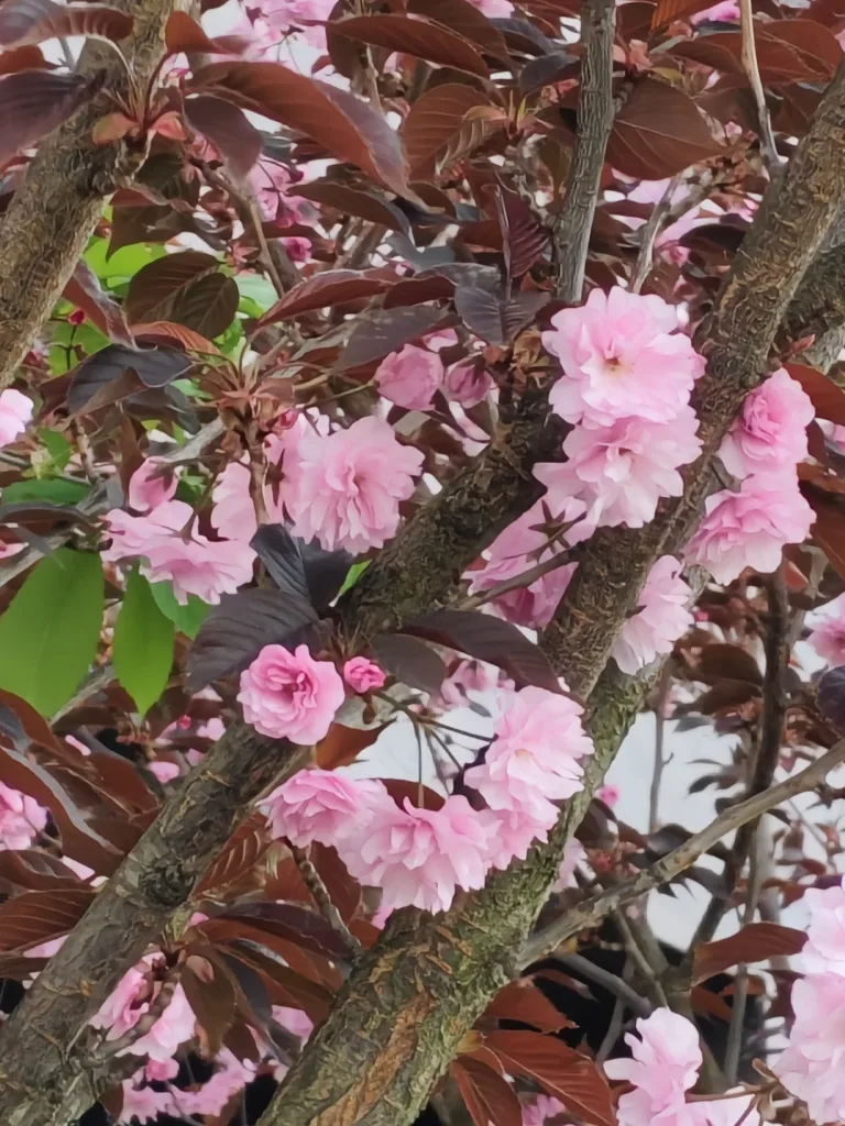 Vivo V50 max zoom