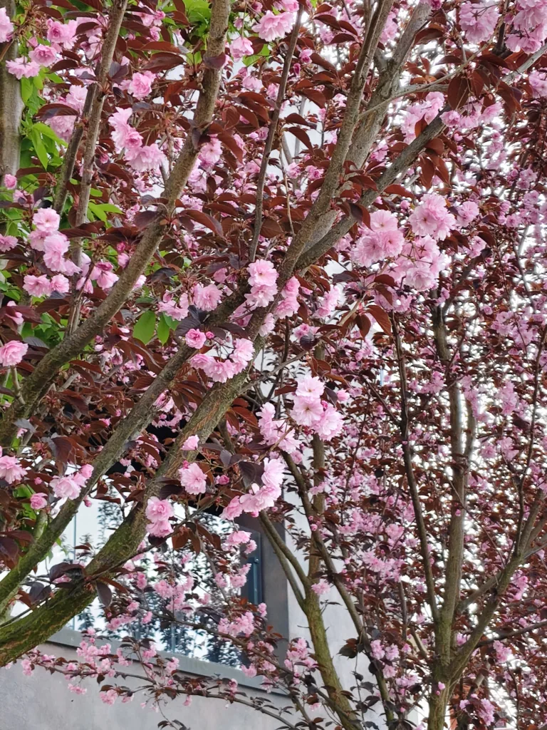 Vivo V50 digitální zoom
