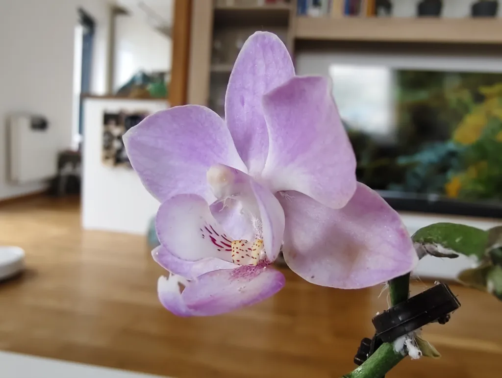 Vivo V50 ultraširokoúhlý fotoaparát
