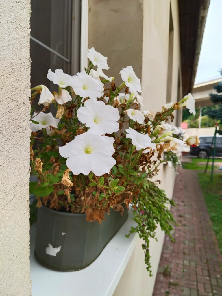vivo v50 lite truhlik