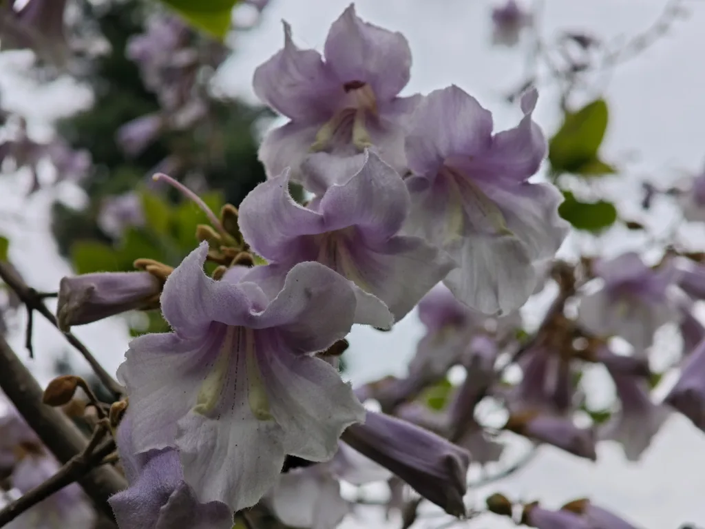 poco f7 ultra makro fotografie kvet stromu