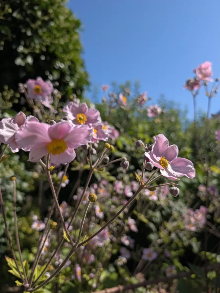 Pixel 11 Pro XL hlavni fotoaparat 1x zoom 16