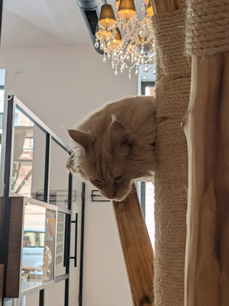 Pixel 11 Pro XL hlavni fotoaparat 2x zoom 63