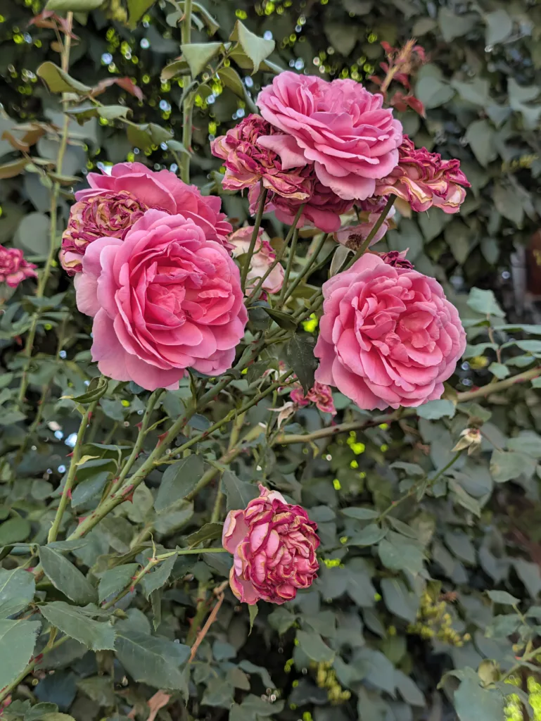 Pixel 11 Pro XL hlavni fotoaparat 2x zoom 78