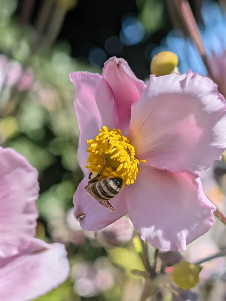 Pixel 11 Pro XL hlavni fotoaparat 5x zoom 91