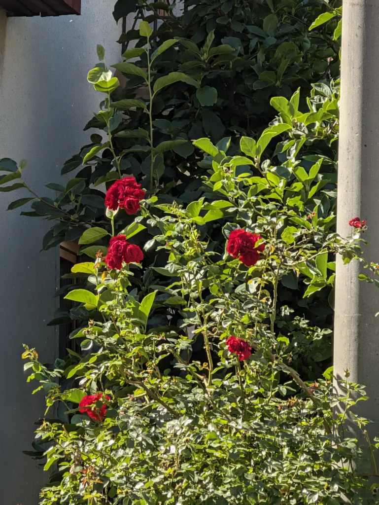 Pixel 11 Pro XL teleobjektiv 10x zoom 96